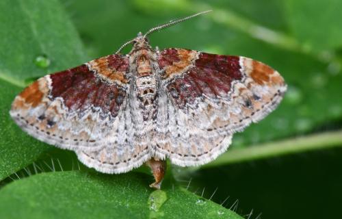 Réf. 302 408 : Xanthorhoe spadicearia